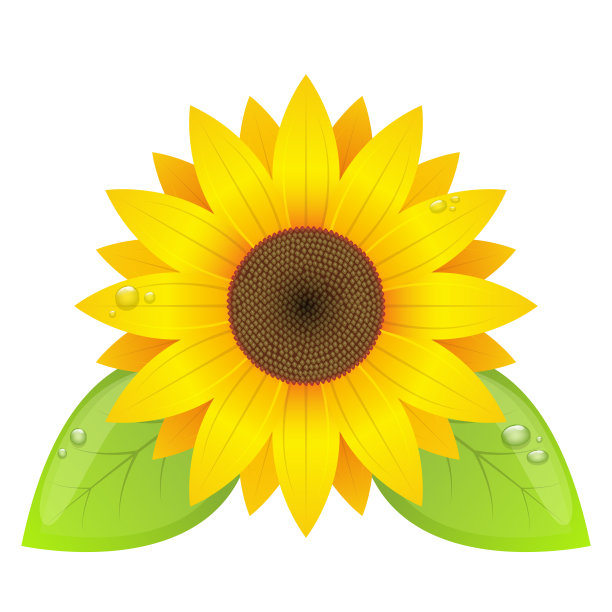 向日葵矢量设计插图孤立的白色背景图片下载