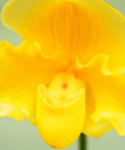 美丽世界海洋兰花图片下载