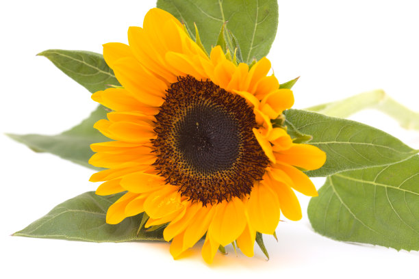 向日葵孤立在白色背景上图片下载