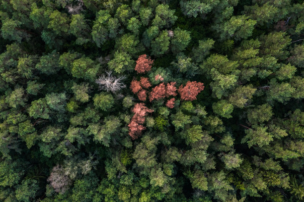 初秋碧绿的森林鸟瞰图图片下载