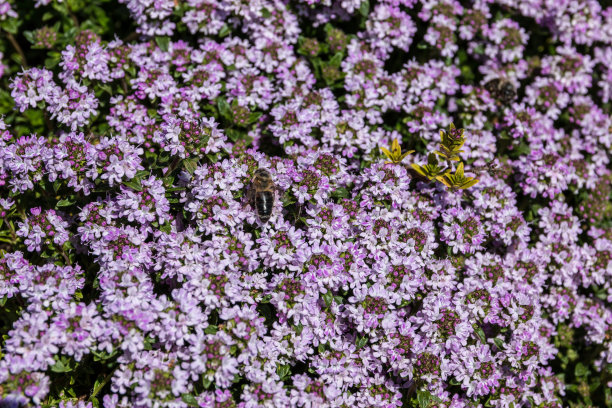 一只蜜蜂在野花草地上的一朵紫罗兰上图片下载