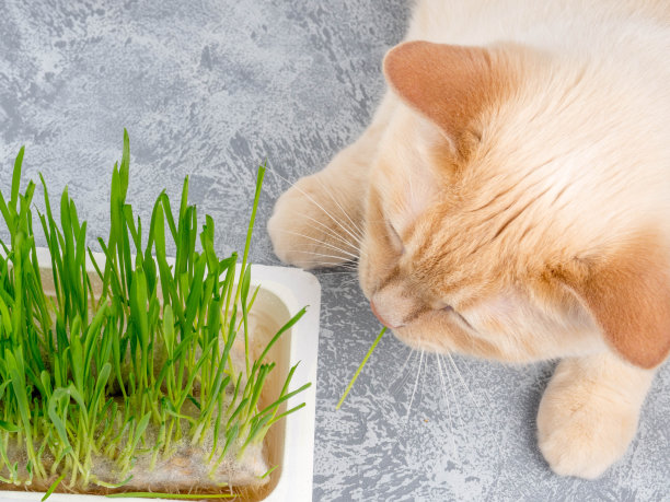 猫正在吃新鲜的青草。猫草，宠物草。天然毛球治疗，白色、红色宠物猫吃鲜草、绿色燕麦，情感上，复制空间，健康宠物的概念图片下载