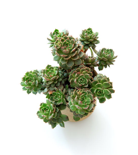 肉质植物在花盆中孤立在白色的背景上图片下载