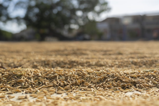 在农村阳光下晒水稻图片下载