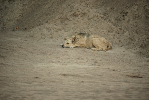 沙滩上的杂种狗。一只灰色的杂种狗躺在沙滩上图片下载