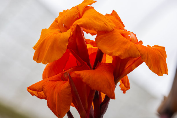 一个巨大的橙色百合花的特写。
花头伸向天空。马来西亚金马伦高原热带雨林中盛开的热带花卉。详细的图片，一个橙色的百合花图片下载