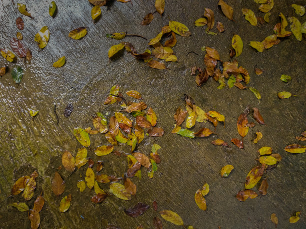 落在雨中的绿黄叶子在潮湿的地面上图片下载