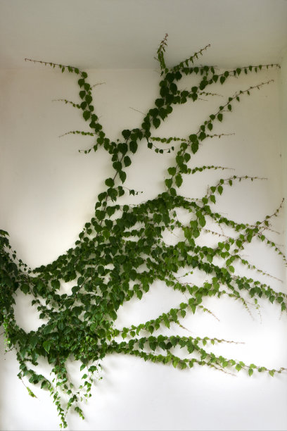 墙上的常春藤图片下载