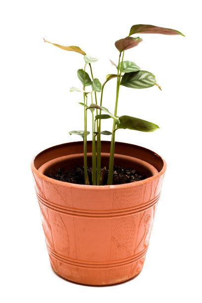 把自制的植物放在棕色的花盆里图片下载