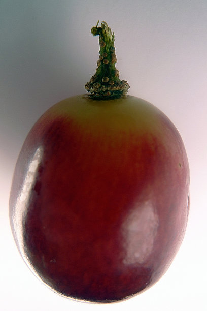 一个红色葡萄的特写图片下载