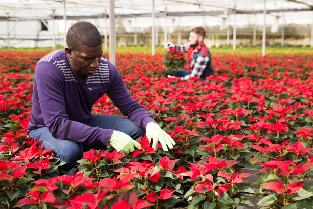 非洲人正在研究一品红图片下载