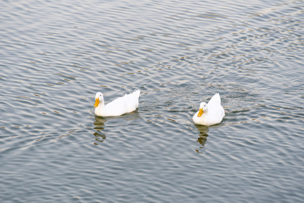 可爱的鸭子在湖上享受夏天图片下载