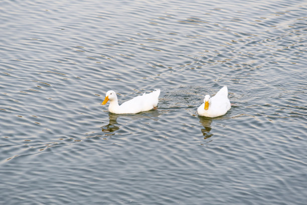 可爱的鸭子在湖上享受夏天图片下载