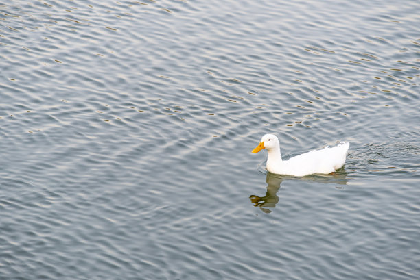可爱的鸭子在湖上享受夏天图片下载