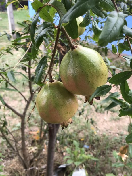 石榴水果图片下载