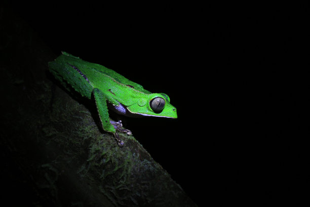 一只绿色的树蛙坐在厄瓜多尔亚马逊雨林的树枝上图片下载