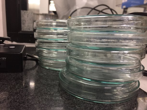 通常在实验室中存在的两大堆堆叠的培养皿的侧视图图片下载