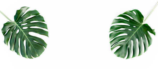 热带叶子的怪物在白色的背景。平躺，俯视图图片下载