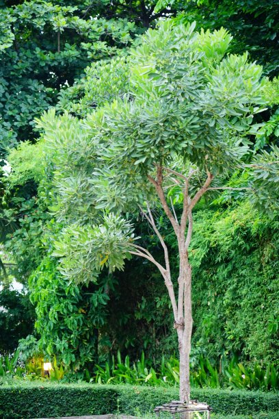 树和树叶在花园里美丽图片下载