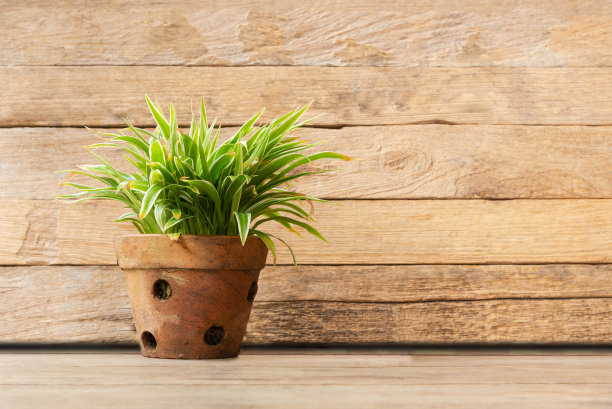 木地板上花盆中的蜘蛛植物。图片下载