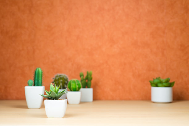 陶土背景上的仙人掌和多肉植物(人工)图片下载