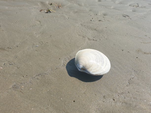 韩国西海海滩贝类图片下载