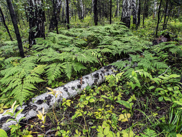 树干的老倒在地上，在森林的草地图片下载