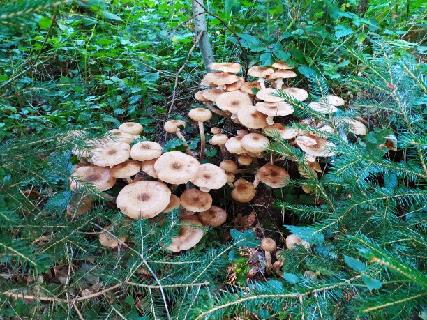 真菌森林图片下载