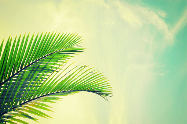 热带棕榈叶图片下载