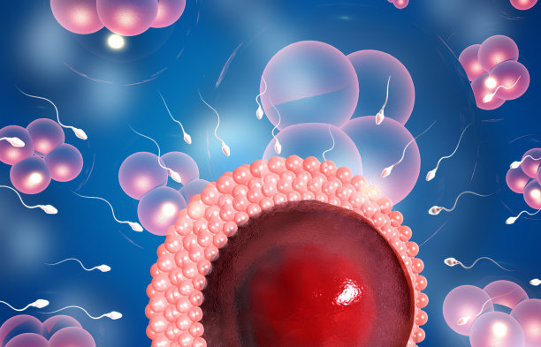 人类精子细胞和卵细胞图片下载