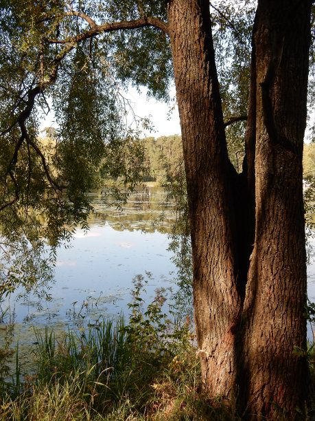 湖面上的初秋图片下载