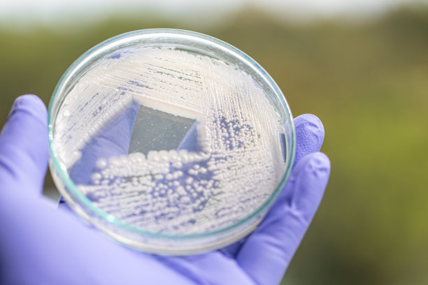 培养皿酵母菌，实验室微生物学教育。图片下载