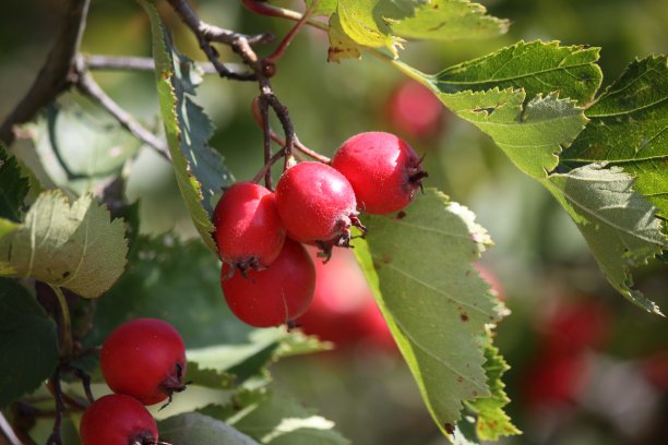 悬挂在树枝上的山楂果实，在一个晴朗的日子里拍摄的特写。图片下载