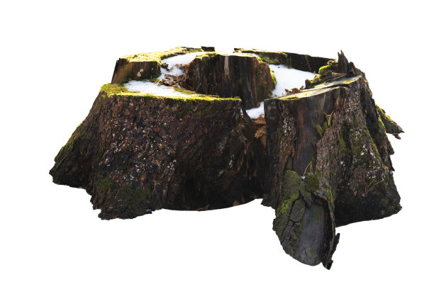 老树桩与苔藓孤立在白色图片下载
