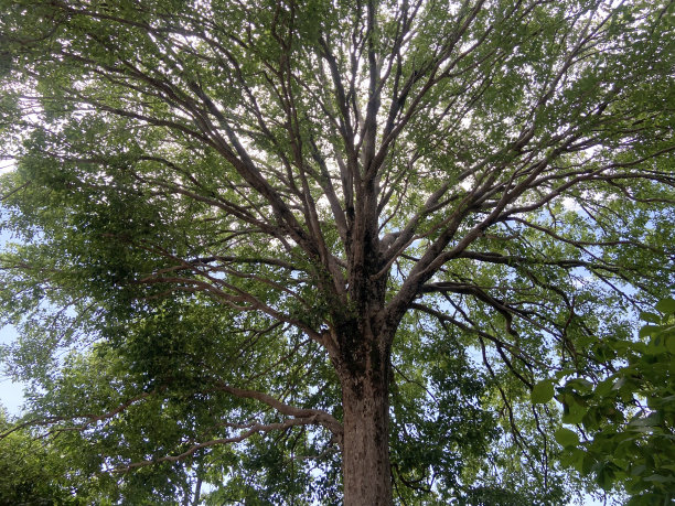 树背景的底部视图图片下载