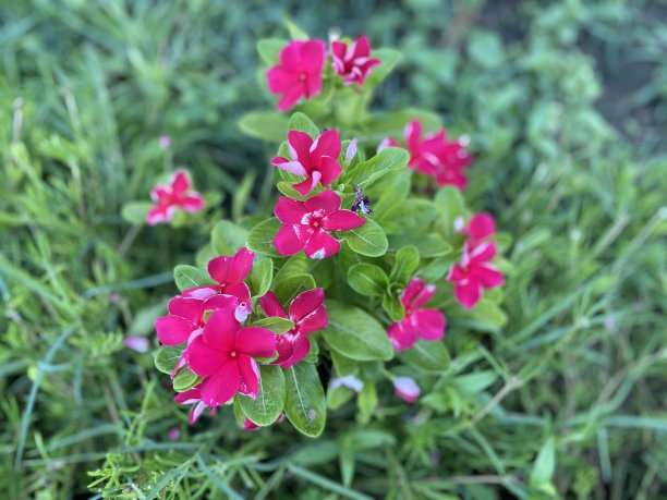 粉红色的花朵图片下载