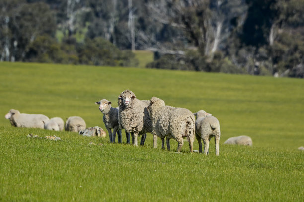 羊群在围场里图片下载