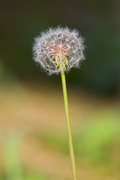 蒲公英图片下载