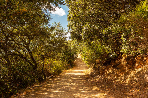 森林中神奇而神秘的小路图片下载