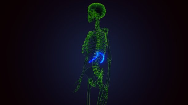 3d渲染人体骨骼解剖肋骨第11骨解剖图片下载