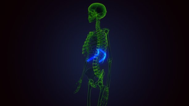 人体骨骼解剖学的3d渲染肋骨第十骨图片下载