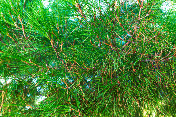 背景，装饰的一张照片的树枝，一个常绿针叶树的爪子，雪松，松树为圣诞节和新年图片下载