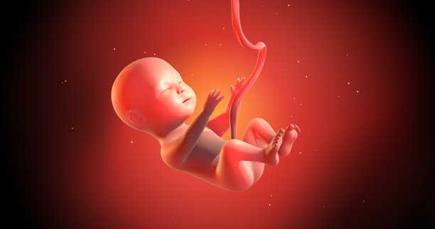 子宫内的人类婴儿胎儿。准备分娩。3D插图渲染图片下载