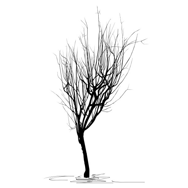 温柏(Cydonia oblonga L.)在冬天的剪影，与落叶图片下载