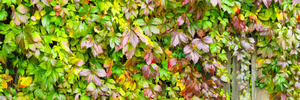 篱笆上的维吉尼亚攀缘植物五颜六色的叶子。爬山虎，藤本植物在秋季景观中，一览无余图片下载