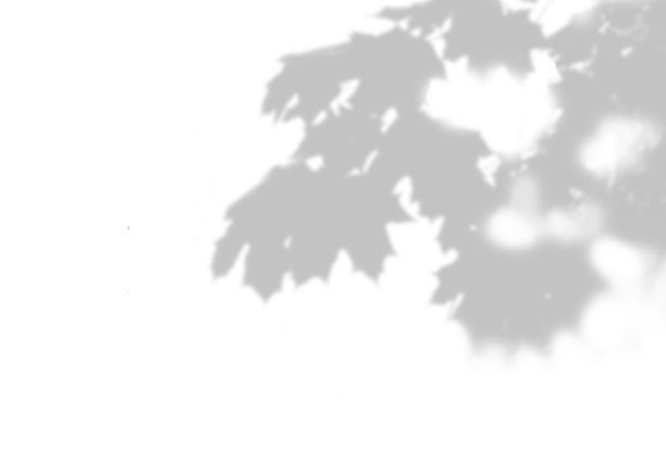 白色背景上的枫树枝的影子。黑白叠加照片或模型图片下载