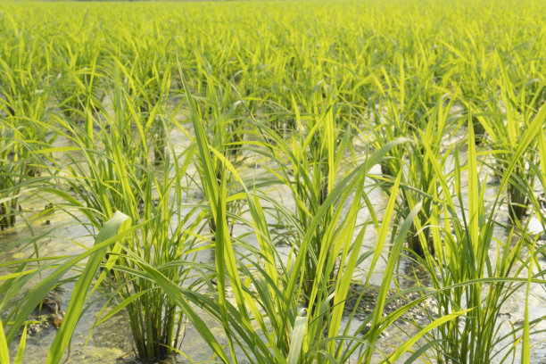 春天阳光下一大片绿色未成熟的稻田图片下载