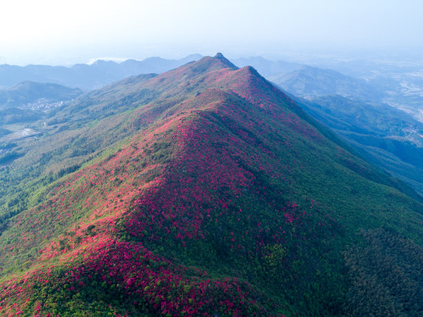 黄梅山皇家杜鹃花节。图片下载