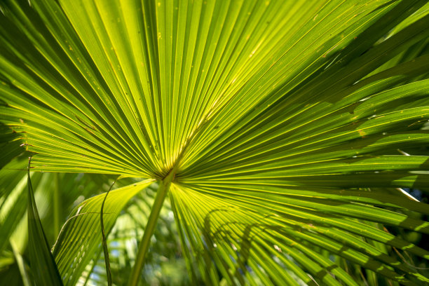 棕榈叶图片下载
