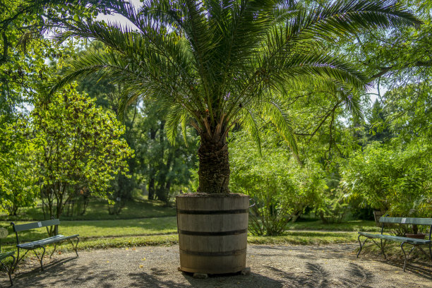 棕榈叶图片下载